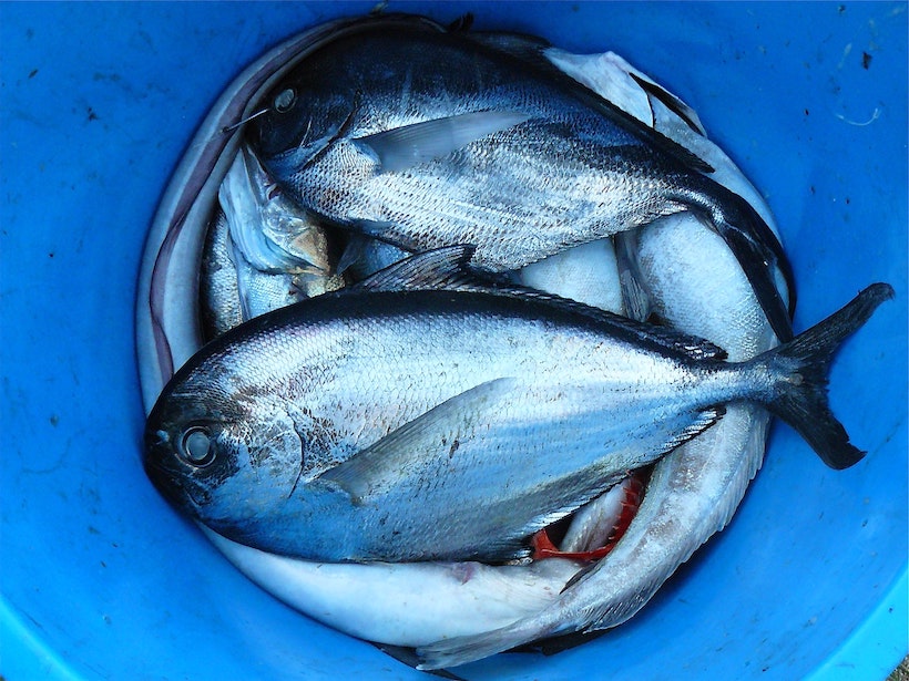 Fish in a bucket full of ice