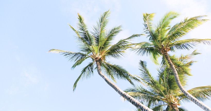 Overhead palm trees with coconuts