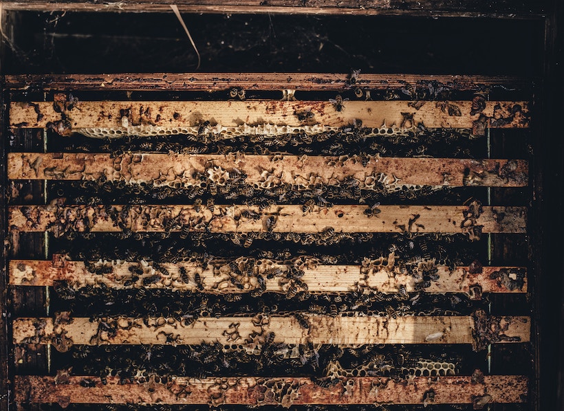 A crate full of swarming honeybees