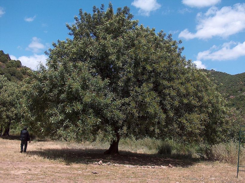 A man standing next to a carob tree