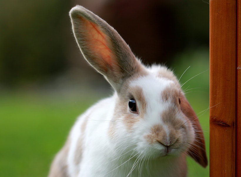 A bunny with one ear up