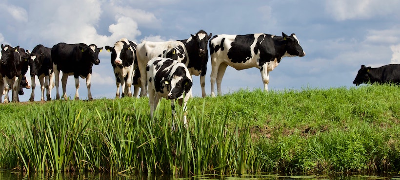 One cow from a pack goes to drink from a pond