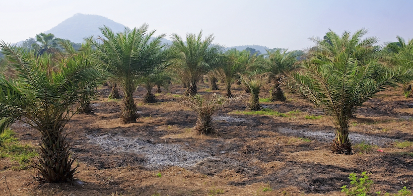 Field cultivation of tropical palm trees in Thailand