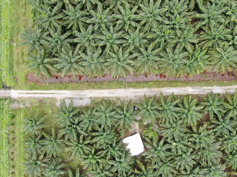 The Palm Oil Estates at Sarawak, the Borneo Island, Malaysia