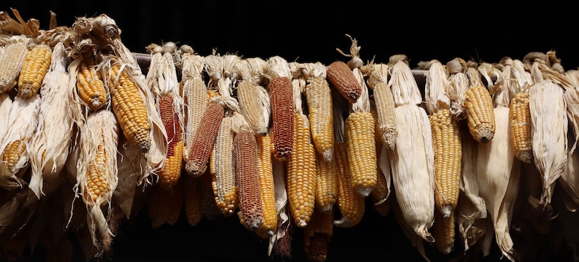Dried corn hanging on a rope