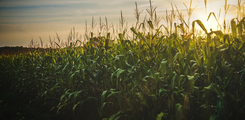 Field of corn with intense sun