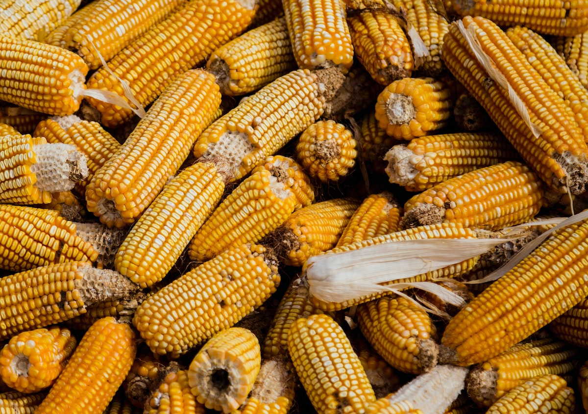 The History of Corn From Wild Grain to Staple Crop ManyEats