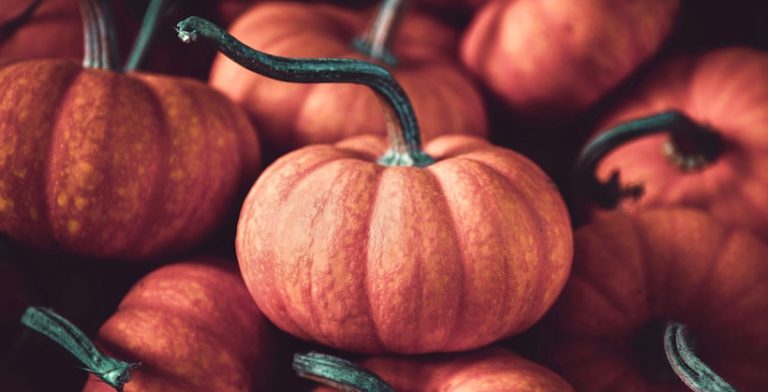 Halloween Pumpkin History
 History of the Pumpkin – World Traveler and Halloween Staple ManyEats