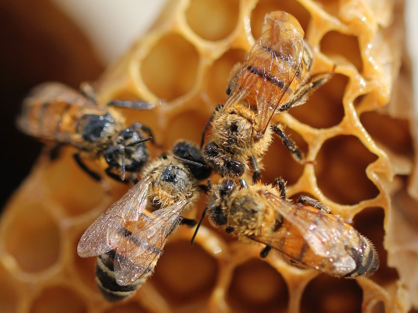 Four honeybees touching on a honeycomb