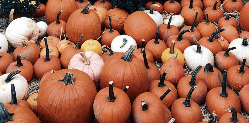 Mixed Pumpkins on Ground